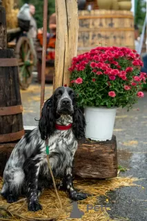 Photo №4. I will sell english cocker spaniel in the city of Kishinev. breeder - price - 211$