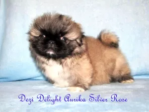 Photo №3. Beautiful Pekingese Girl. Russian Federation