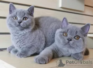 Photo №1. british shorthair - for sale in the city of Гамбург | 211$ | Announcement № 115742