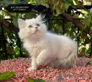 Photo №3. Golden British Shorthair Longhair Girls Boys. Turkey