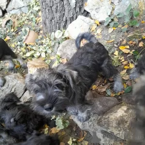 Additional photos: Miniature Schnauzer puppies with excellent pedigree