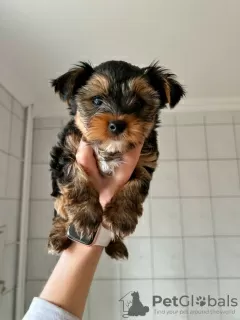 Photo №2 to announcement № 42251 for the sale of yorkshire terrier - buy in Germany private announcement