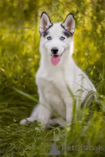 Additional photos: Siberian Husky Piebald