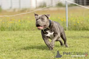 Photo №2 to announcement № 82716 for the sale of american bully - buy in Poland private announcement