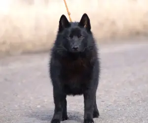 Photo №1. schipperke - for sale in the city of Москва | 800$ | Announcement № 4414