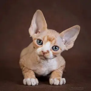 Photo №3. Kittens Devon Rex, real elves!. Russian Federation