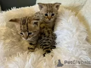 Photo №1. savannah cat - for sale in the city of Brookfield | 300$ | Announcement № 129519