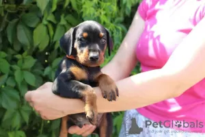 Photo №4. I will sell german pinscher in the city of Gomel. from nursery - price - 1040$