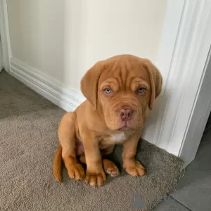 Photo №1. dogue de bordeaux - for sale in the city of Zürich | 581$ | Announcement № 89096