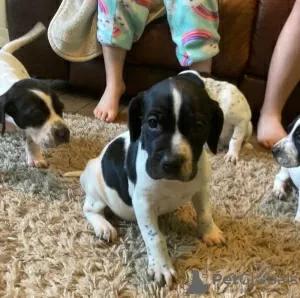 Photo №1. german shorthaired pointer - for sale in the city of Paderborn | Is free | Announcement № 12258