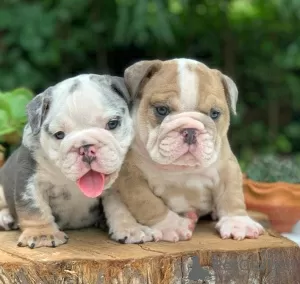 Photo №1. english bulldog - for sale in the city of Texas City | 600$ | Announcement № 56349