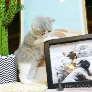 Photo №2 to announcement № 123806 for the sale of british shorthair - buy in Canada breeder