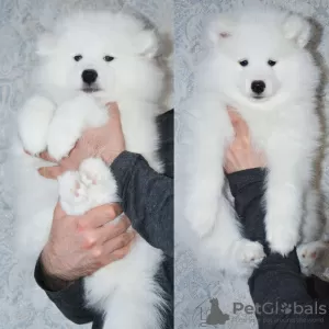 Photo №1. samoyed dog - for sale in the city of Surgut | 584$ | Announcement № 9778