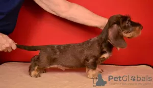 Additional photos: Brown and tan standard wirehaired dachshund puppy