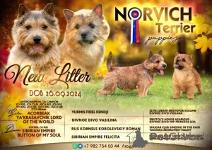 Additional photos: Norwich Terrier