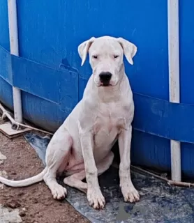 Additional photos: Dogo Argentino puppies