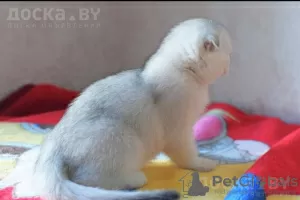 Photo №3. Selling a Scottish Fold kitten, girl!. Poland