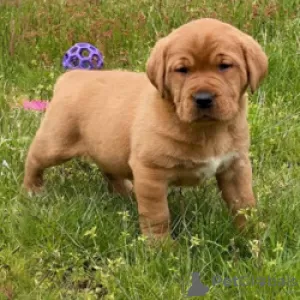 Photo №1. labrador retriever - for sale in the city of Müncheberg | 188$ | Announcement № 130549