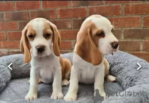 Photo №2 to announcement № 34506 for the sale of beagle - buy in Russian Federation 