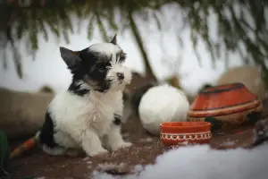 Additional photos: Beaver Yorkshire Terrier. Puppies