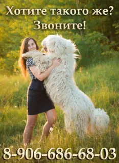 Photo №1. komondor - for sale in the city of Москва | negotiated | Announcement № 2703