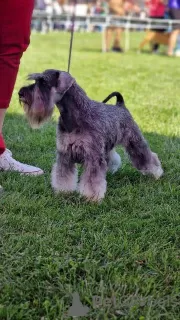 Additional photos: Miniature Schnauzer puppies