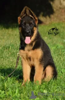 Photo №2 to announcement № 10155 for the sale of german shepherd - buy in Ukraine from nursery, breeder