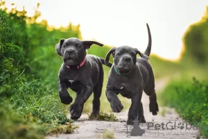 Photo №1. cane corso - for sale in the city of Poltava | 1768$ | Announcement № 86330