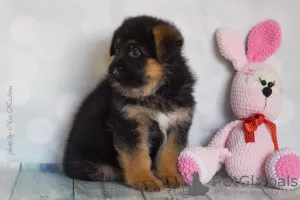 Photo №3. German shepherd puppies. Russian Federation