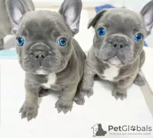 Photo №1. french bulldog - for sale in the city of Салоники | 475$ | Announcement № 76558