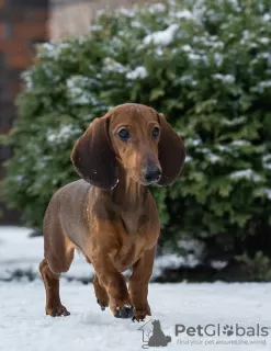 Photo №2 to announcement № 112255 for the sale of dachshund - buy in Russian Federation breeder