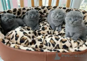 Photo №1. scottish fold - for sale in the city of Aachen | negotiated | Announcement № 32035