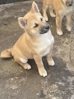 Additional photos: Shiba inu puppies