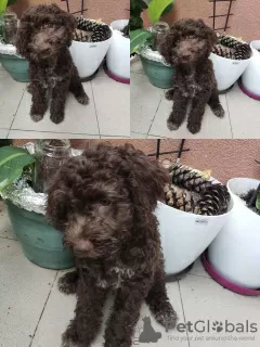 Photo №4. I will sell lagotto romagnolo in the city of Belgrade. breeder - price - negotiated