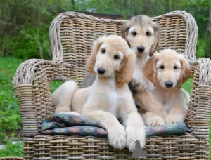 Photo №1. afghan hound - for sale in the city of St. Petersburg | negotiated | Announcement № 10558