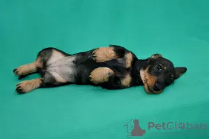 Additional photos: Miniature wire-haired dachshund