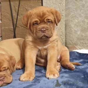 Photo №1. dogue de bordeaux - for sale in the city of Bern | 740$ | Announcement № 80036