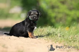 Additional photos: border terrier puppies