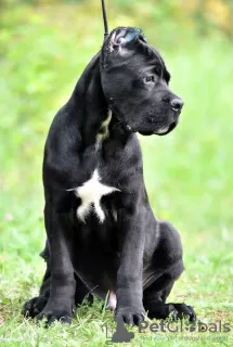 Photo №4. I will sell cane corso in the city of Москва. breeder - price - 810$