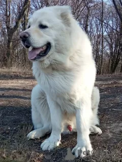 Photo №4. Mating caucasian shepherd dog in Ukraine. Announcement № 11229