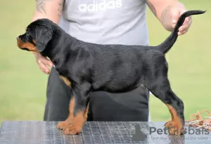 Additional photos: Rottweiler puppies, top litter