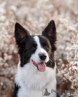 Photo №2 to announcement № 11330 for the sale of border collie - buy in Russian Federation from nursery