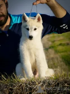 Additional photos: Siberian Husky puppy dog