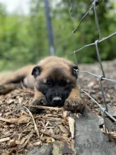 Photo №2 to announcement № 124708 for the sale of belgian shepherd - buy in United States private announcement, from nursery, from the shelter, breeder