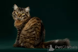 Photo №1. siberian cat - for sale in the city of Североморск | negotiated | Announcement № 102998