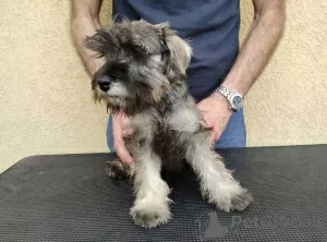 Additional photos: Miniature Schnauzer puppies