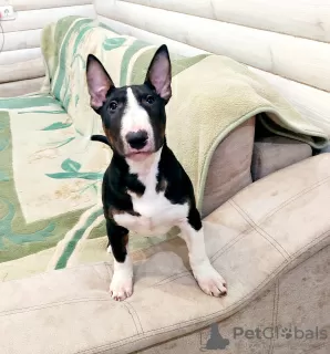 Additional photos: Miniature bull terrier puppies