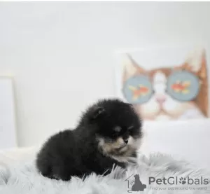 Photo №4. I will sell maltese dog in the city of Paris. private announcement, from nursery, from the shelter, breeder - price - 317$