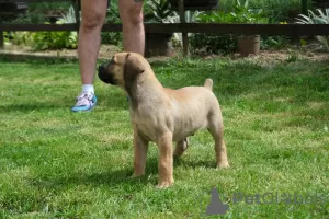 Photo №3. South African Mastiff, Boerboel. Serbia