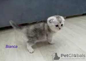 Additional photos: Scottish fold kittens